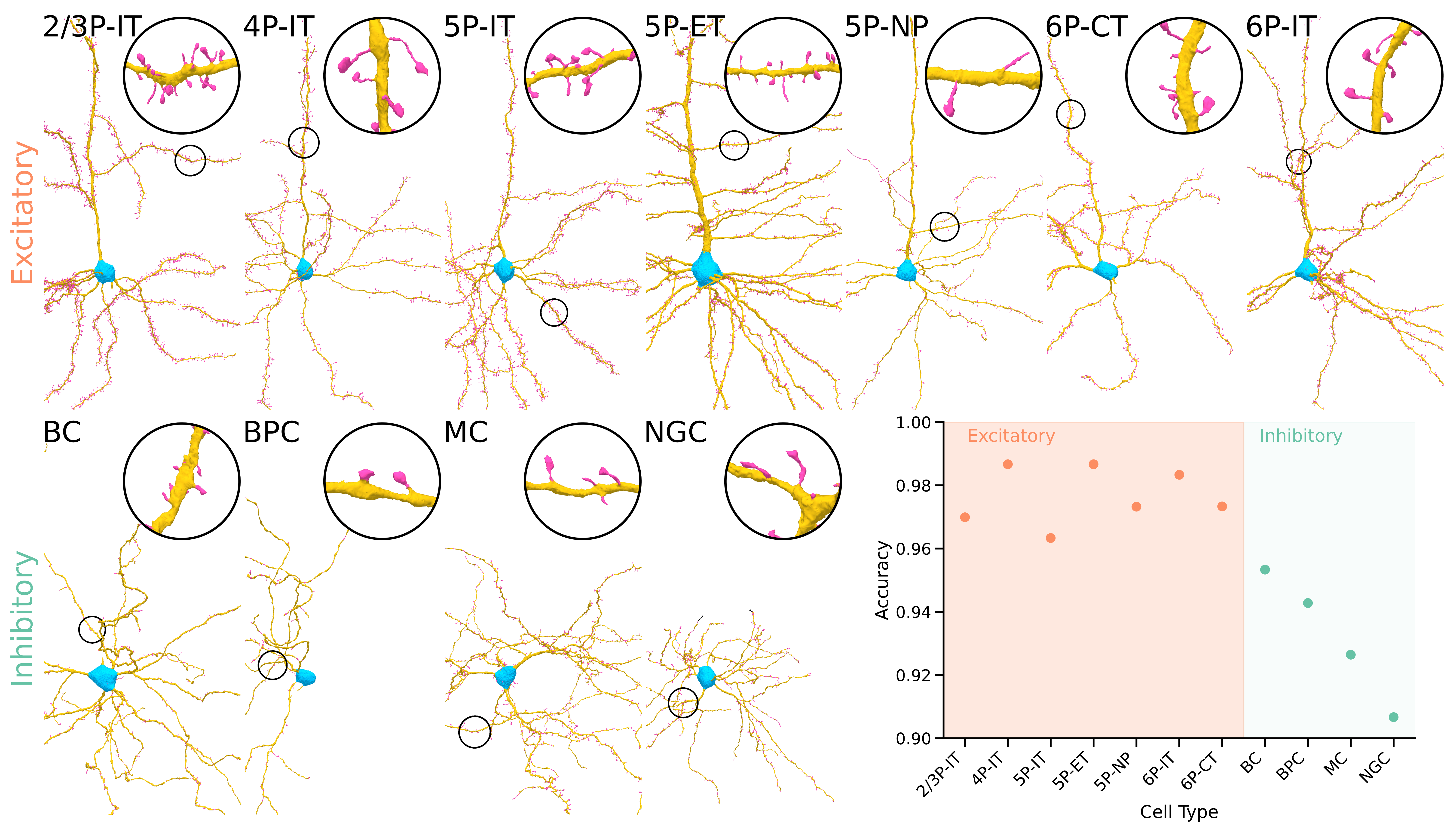 Example neurons from each major cell type colored by predicted postsynaptic structure (spine in yellow, shaft in blue, soma in red), with insets showing zoomed spine regions and a bar chart of per-cell-type validation accuracy