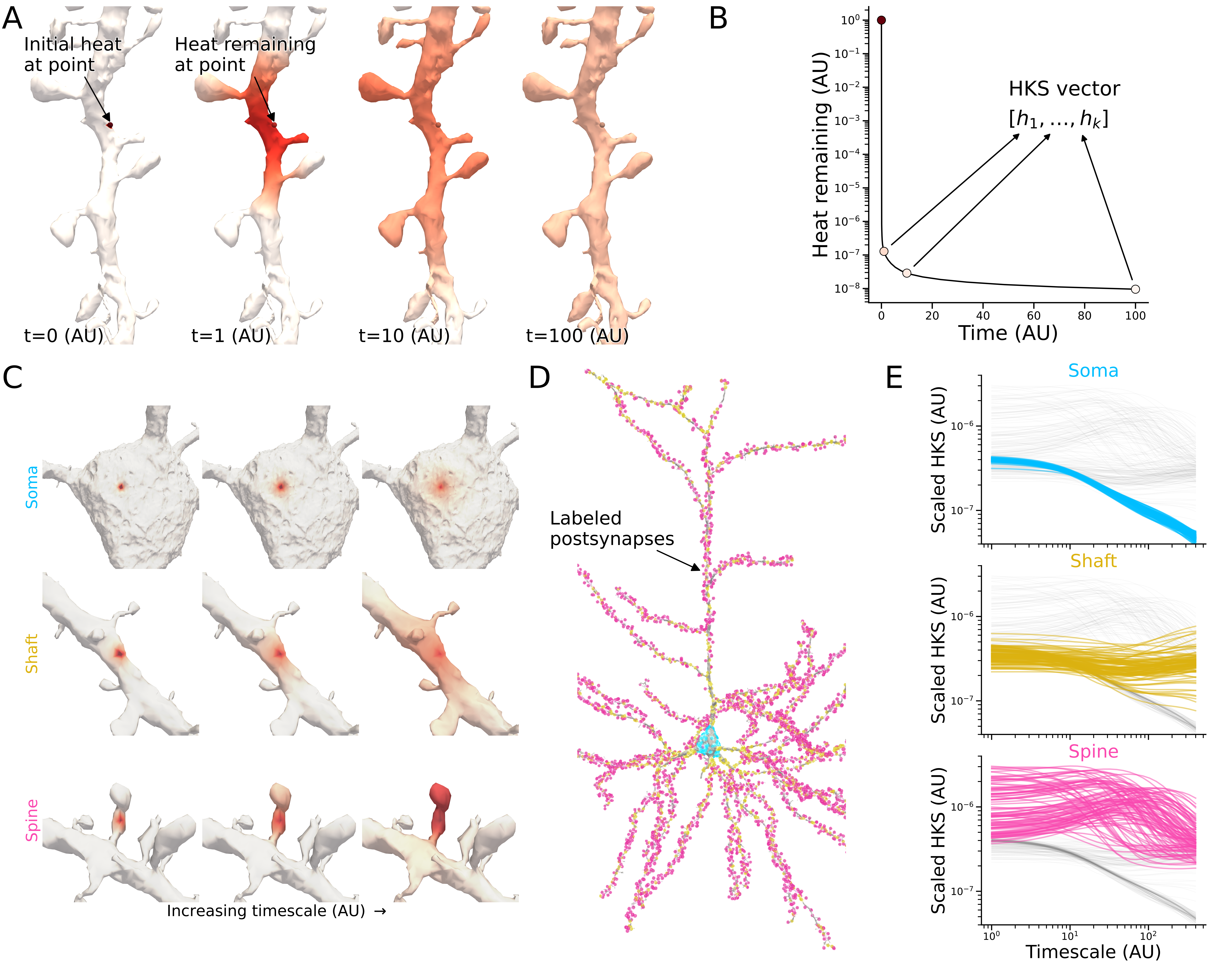 Diagram of heat kernel signature computation and its use on neuron surface meshes, showing the conceptual basis of heat diffusion on spines versus shafts and example HKS features for each class