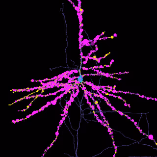 Neuroglancer view of a layer 5 ET cell with annotated input synapses