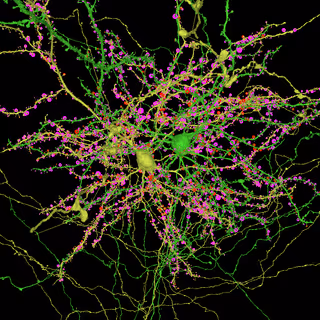 Neuroglancer view of a basket cells with annotated output synapses
