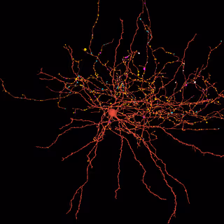 Neuroglancer view of a basket cell with annotated output synapses