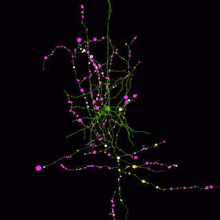 Neuroglancer view of a layer 4 pyramidal cell with annotated output synapses