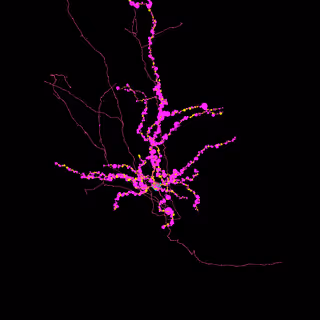 Neuroglancer view of a layer 6 CT cell with annotated input synapses