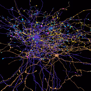 Neuroglancer view of a basket cells with annotated output synapses