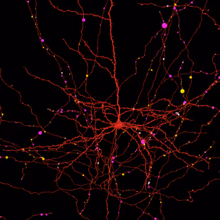 Neuroglancer view of a layer 5 IT pyramidal cell with annotated output synapses