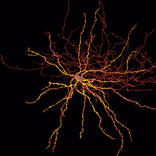 Neuroglancer view of a basket cell with annotated input synapses