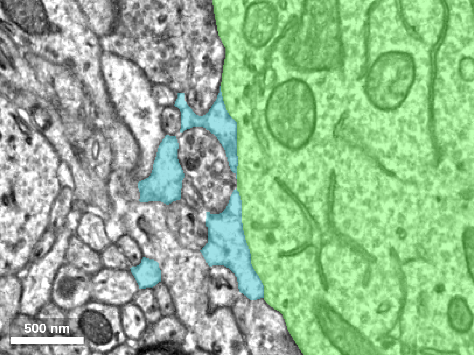 Object in blue has almost nothing inside it - easier to see if you open the link yourself!