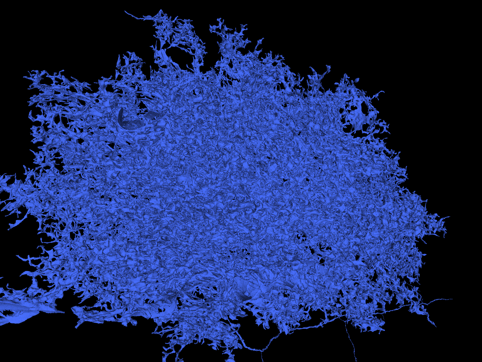 Example of what an astrocyte looks like.